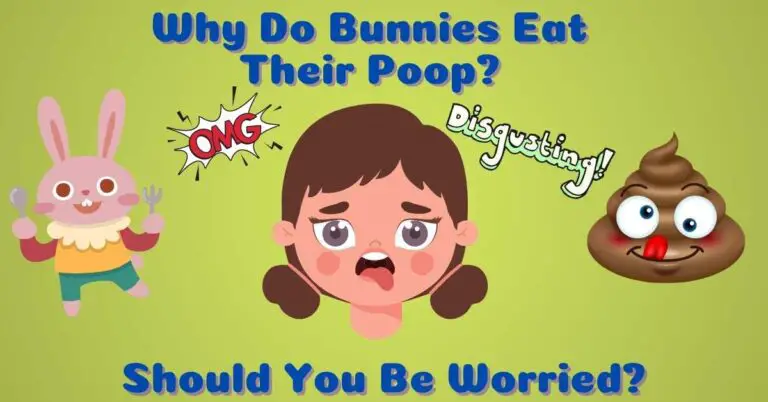 Why Do Bunnies Eat Their Poop? Should You Be Worried?