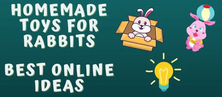 Homemade Toys For Rabbits - Best Online Ideas