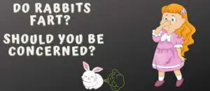 Do rabbits fart Should you be concerned