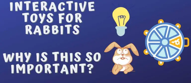 Interactive Toys for Rabbits and Why Is This So Important