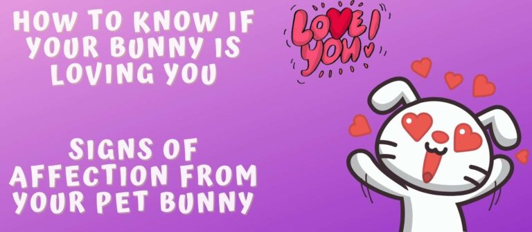 How to Know if Your Bunny is Loving You Signs of Affection from Your Pet Bunny