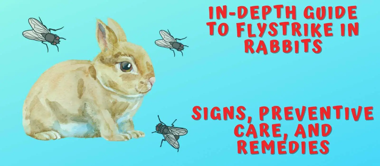 In-depth Guide to Flystrike in Rabbits