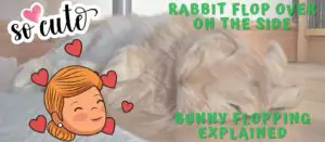 Rabbit Flop Over on the Side - Bunny Flopping Explained