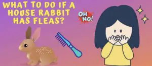 What to Do if a House Rabbit Has Fleas