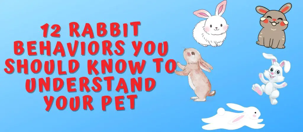 12 Rabbit Behaviors You Should Know to Understand Your Pet