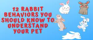 12 Rabbit Behaviors You Should Know to Understand Your Pet
