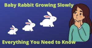 Baby Rabbit Growing Slowly: Everything You Need to Know