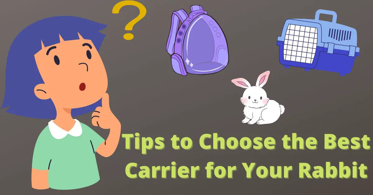 Tips to Choose the Best Carrier for Your Rabbit​