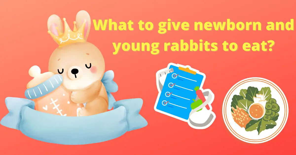 What to give newborn and young rabbits to eat