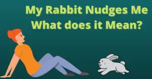 My Rabbit Nudges Me – What does it Mean