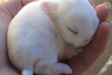 Baby Rabbit Growing Slowly: Everything You Need to Know