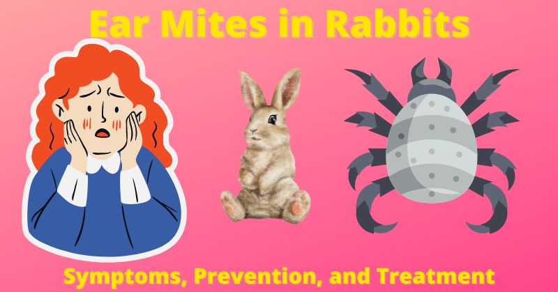 Ear Mites in Rabbits