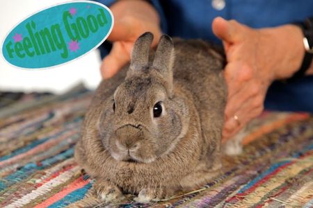 How to help a gassy rabbit