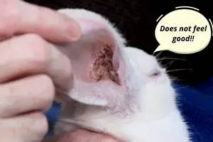 pictures of ear mites in rabbits