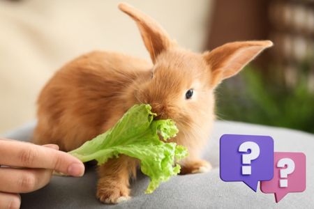 What to give newborn and young rabbits to eat?