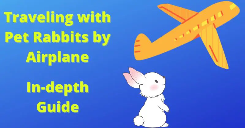Traveling with Pet Rabbits by Airplane